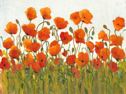 Picture of ROWS OF POPPIES I