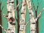 Picture of BIRCH GROVE ON TEAL I