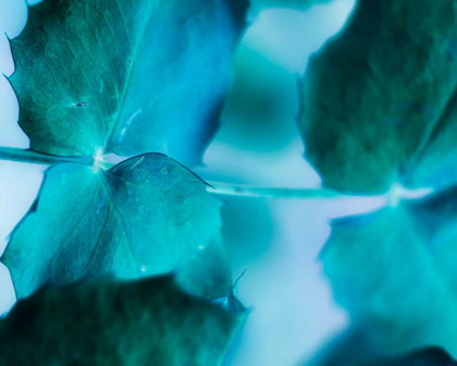 Picture of INTRICACIES I