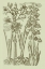 Picture of GARDEN OF FLORA II