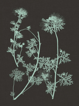 Picture of MINT AND CHARCOAL NATURE STUDY IV
