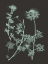 Picture of MINT AND CHARCOAL NATURE STUDY IV
