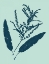 Picture of INDIGO AND MINT BOTANICAL STUDY IV