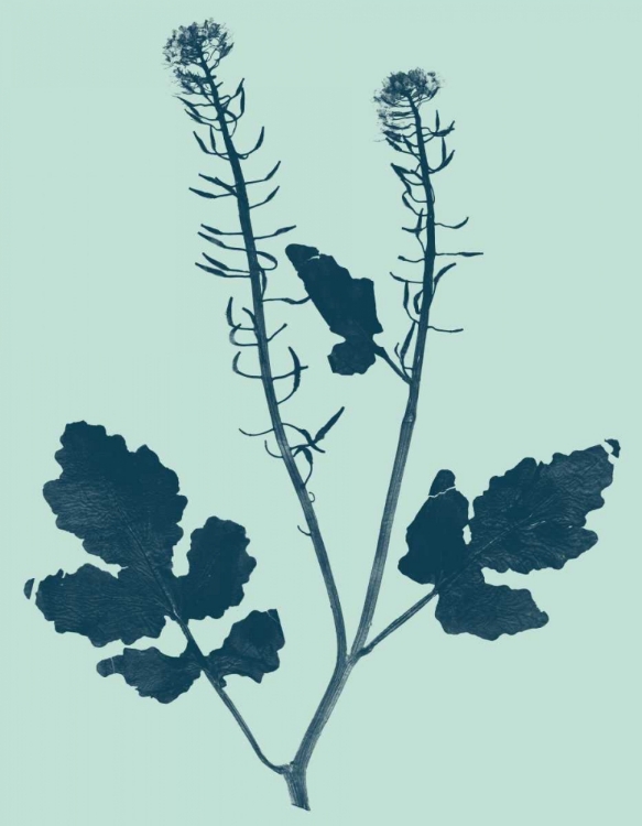 Picture of INDIGO AND MINT BOTANICAL STUDY I