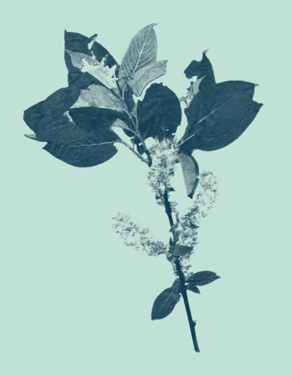 Picture of INDIGO AND MINT BOTANICAL STUDY V