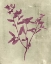 Picture of IMPRESSIONS IN PLUM