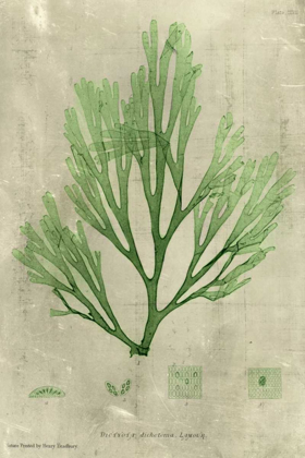 Picture of EMERALD SEAWEED II