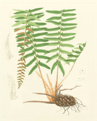 Picture of EATON FERNS IV