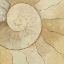 Picture of ORGANIC ELEMENTS V