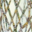 Picture of LEMONGRASS II