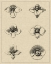 Picture of FLORAL ROSETTE IV