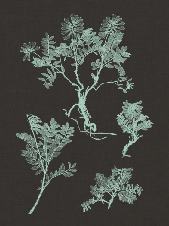 Picture of MINT AND CHARCOAL NATURE STUDY II