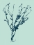 Picture of INDIGO AND MINT BOTANICAL STUDY VI