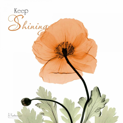 Picture of KEEP SHINING ICELAND POPPY