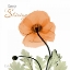 Picture of KEEP SHINING ICELAND POPPY