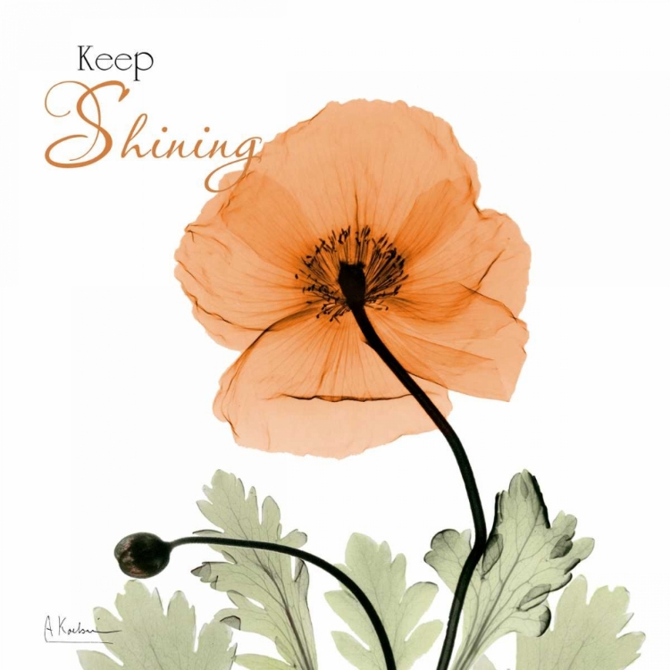 Picture of KEEP SHINING ICELAND POPPY