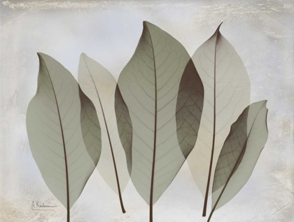 Picture of MAGNOLIA LEAF