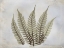 Picture of FERN