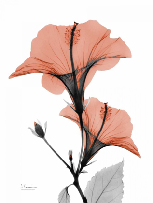 Picture of SOFT HIBISCUS