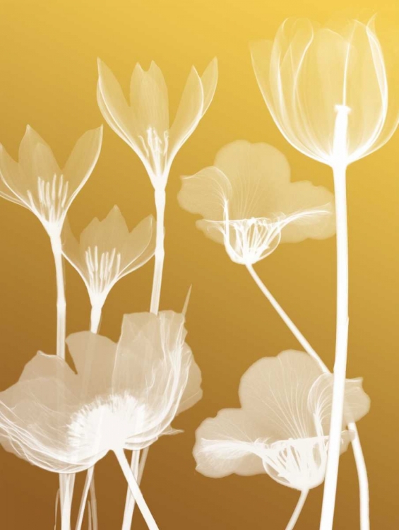 Picture of TRANSPARENT FLORA 2