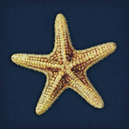 Picture of STAR FISH NAVY