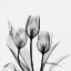 Picture of TULIPS