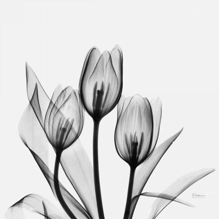 Picture of TULIPS