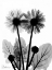 Picture of GERBERA BW