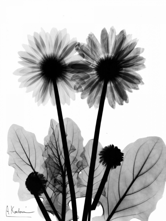 Picture of GERBERA BW