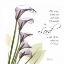 Picture of CALLA LILIES REMEMBER