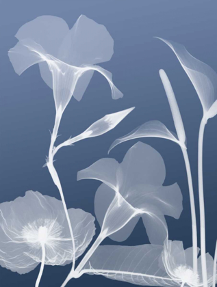 Picture of TRANSPARENT FLORA 4