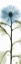 Picture of LONG BLUE CHRYSANTHEMUM
