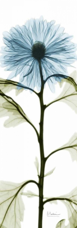 Picture of LONG BLUE CHRYSANTHEMUM