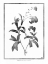 Picture of FORGET ME NOT
