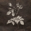 Picture of BROWN FLORAL