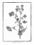 Picture of COMMELINA