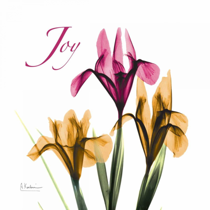 Picture of IRIS JOY