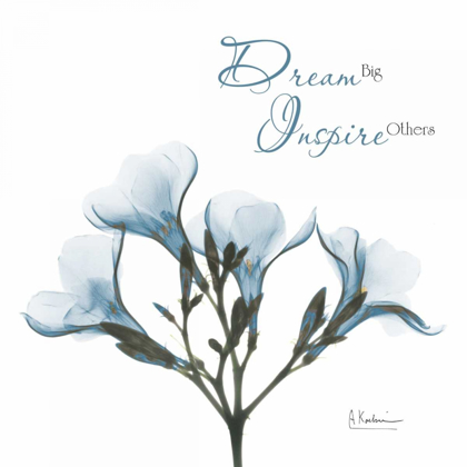 Picture of OLEANDER DREAM 
