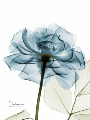 Picture of TEAL ROSE