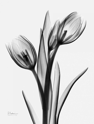 Picture of TULIPS H37