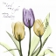Picture of TULIPS SALVATION