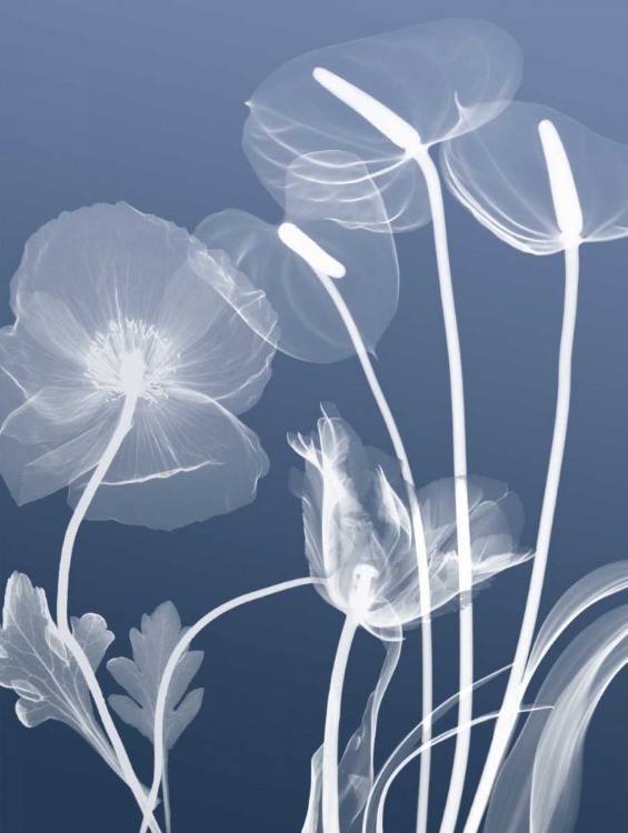 Picture of TRANSPARENT FLORA 6