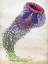 Picture of JELLYFISH