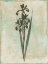 Picture of EARTHY FLORAL BLEND