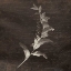 Picture of BROWN FLORAL MATE
