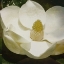 Picture of MAG MATE