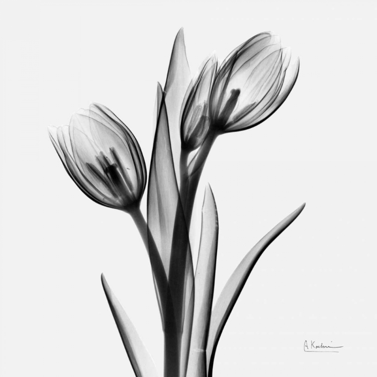 Picture of TULIPS