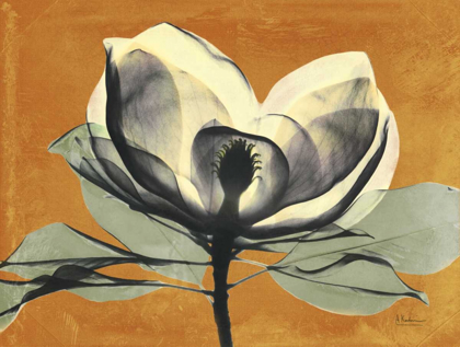 Picture of WARM MAGNOLIA 1