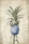 Picture of BLUE PINEAPPLE