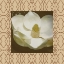 Picture of BROWN FLORAL BORDER 2